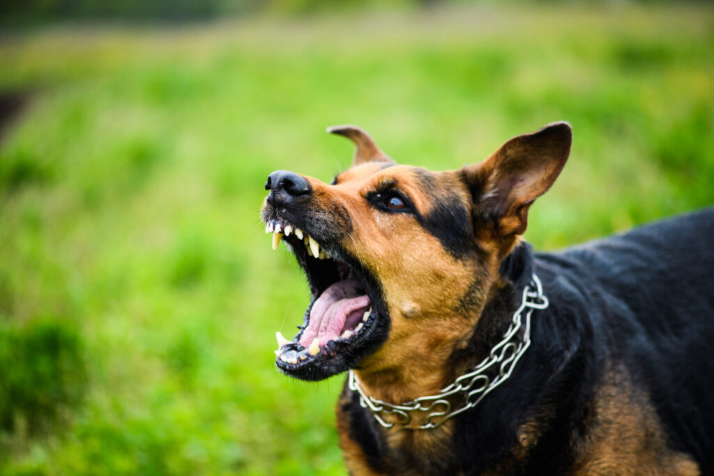 Attacked by a Dog in Oakland or Hayward? Here’s What California’s Strict Liability Law Doesn’t Cover